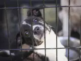 Un cachorro de perro PPP en un refugio de animales.