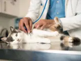 Un veterinario con un gato.