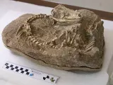 Descubren un lagarto articulado en Tenerife de 700.000 años.