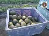 Los melones incautados tras sorprender a dos personas robando en un campo del término municipal.