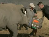 Los rinocerontes son sedados antes de inyectarles material radioactivo en los cuernos.