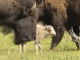 El bisonte nació el pasado 4 de junio en el parque nacional de Yellowstone.