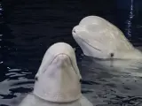Las dos belugas rescatadas de Ucrania, Plombir y Miranda.