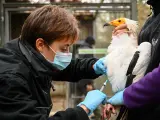 Una veterinaria vacuna a un buitre egipcio contra la gripe aviar en el zoológico de Mulhouse, Francia.