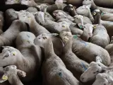 Diversas cabras de una granja a punto de recibir una dosis de la vacuna.