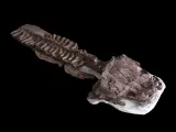 Los restos fósiles del nuevo depredador descubierto.