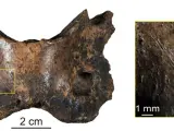 Muchos de los huesos recuperados de la cueva de Baishiya, como esta vértebra de hiena manchada, contienen rastros de actividades humanas, como marcas de cortes.