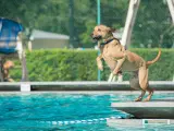 Las piscinas para perros suelen sustituir el cloro por el bromo como químico desinfectante, ya que no resulta tan tóxico.