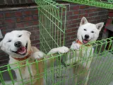 El pungsan se ha desarrollado durante décadas aislado de otros perros en una región boscosa de Corea del Norte.