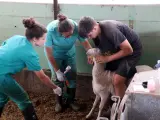 Las veterinarias ponen las vacunas a una cabra en la granja del Soler de n'Hug.