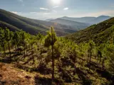 Bosque Caminomorisco, en Cáceres, creado para capturar emisiones de CO2.
