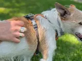 Un perro de asistencia en el tanatorio.