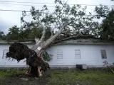 Un árbol volcado descansa sobre la iglesia Bethel después de que el huracán Beryl pasara por la zona, el lunes 8 de julio de 2024, en Van Vleck, Texas.