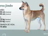 El estándar admite 6 colores: fawn, blanco, negro, negro y fuego, gris lobo y atigrado.