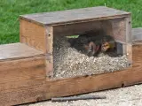 La estructura de la madriguera puede estar bajo tierra o sobre la superficie, y contar con paneles transparentes como en la imagen para poder apreciar la técnica y el esfuerzo que realizan los perros participantes para superar los obstáculos.