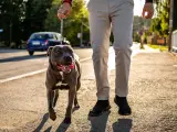 Un perro de la raza American Staffordshire Terrier, que es potencialmente peligrosa.