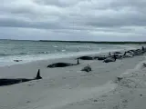 Las 77 ballenas varadas en una playa de Escocia.