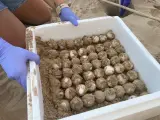 Huevos de tortuga careta sacados de un nido en Tarragona.