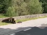 Los equipos de rescate tuvieron que disparar al oso para asustarle y poder acercarse al cuerpo de la víctima.