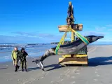 Las autoridades neozelandesas han hallado el cadáver casi intacto de lo que parece ser una ballena picuda de Bahamonde.