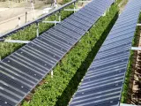 Una instalación de placas solares en un campo de Mollerusa.