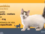La raza del lambkin admite casi todos los colores de la gen&eacute;tica felina y dos variedades de pelo: corto y semilargo.