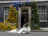 Larry frente a la famosa puerta negra del número 10 de Downing Street decorada con un arco de flores que homenajeaba la independencia de Ucrania.