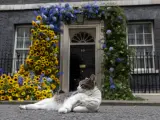 Larry frente a la famosa puerta negra del n&uacute;mero 10 de Downing Street decorada con un arco de flores que homenajeaba la independencia de Ucrania.