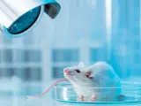 Un ratón en un laboratorio, en una imagen de archivo.