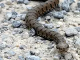 Víbora del Pirineo es la serpiente más peligrosa de la Península.