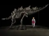 Esqueleto de un dinosaurio 'Stegosaurus' apodado 'Apex', en Nueva York (Estados Unidos). EFE/ Matthew Sherman/ Sothebys