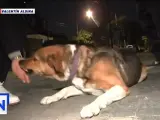 El periodista Gonza Sorbo se llevó un gran susto con un perro callejero que le intentó morder.