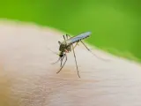 Los mosquitos son el principal vector de la fiebre del Oropuche