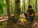Un grupo de investigadores ha descubierto que, además de CO2, los árboles también captan metano de la atmósfera y que lo hacen gracias a los microorganismos que habitan en su corteza