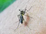 Imagen de archivo de un mosquito transmisor del virus del Nilo.
