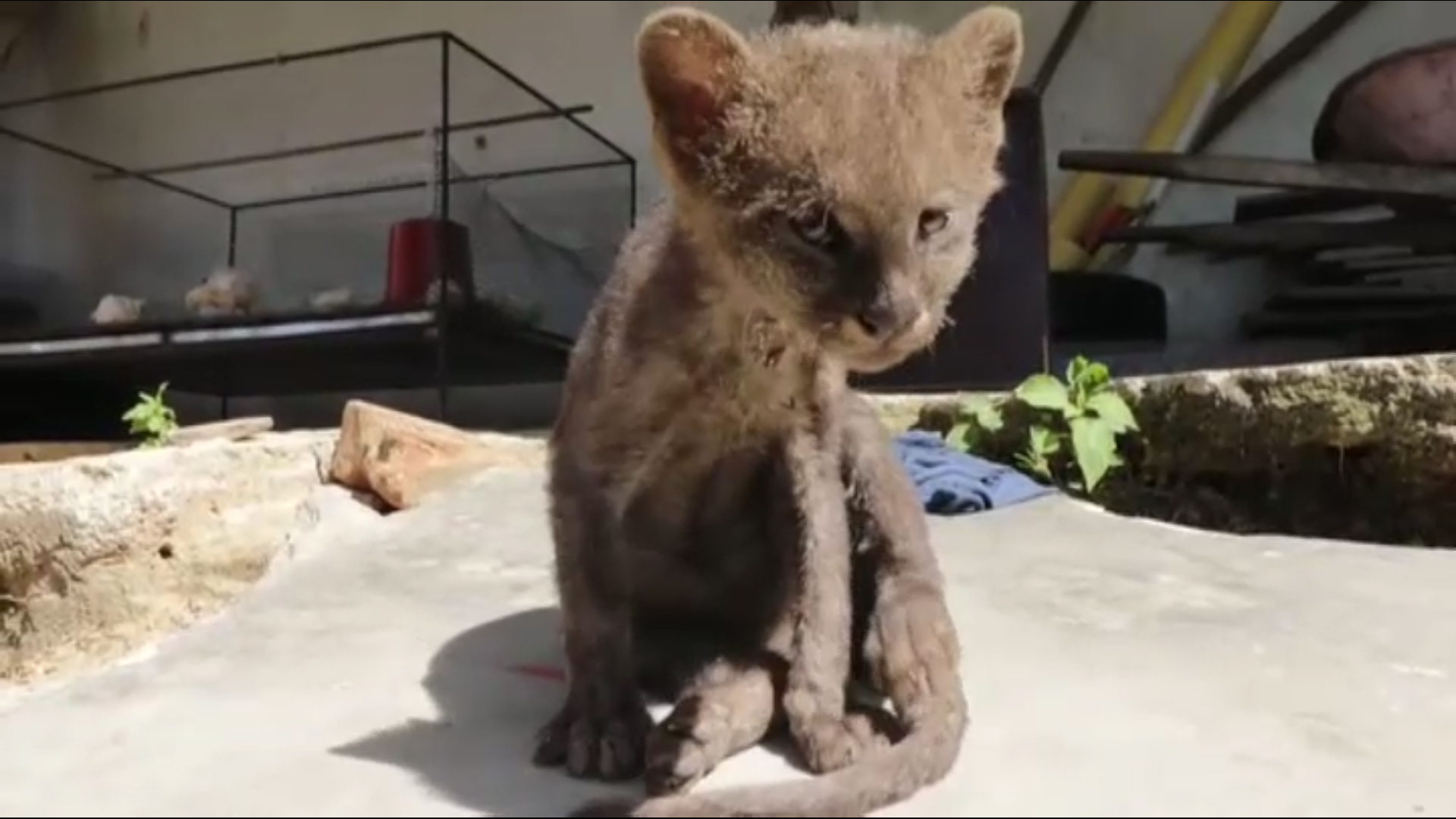 Vídeo: Adopta a un gato callejero y resulta ser yaguarundí