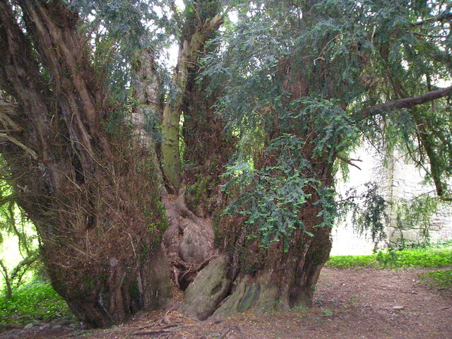 El Cambio De Sexo De Un árbol A Los 3000 Años Sorprende A Vecinos Y Visitantes 5326