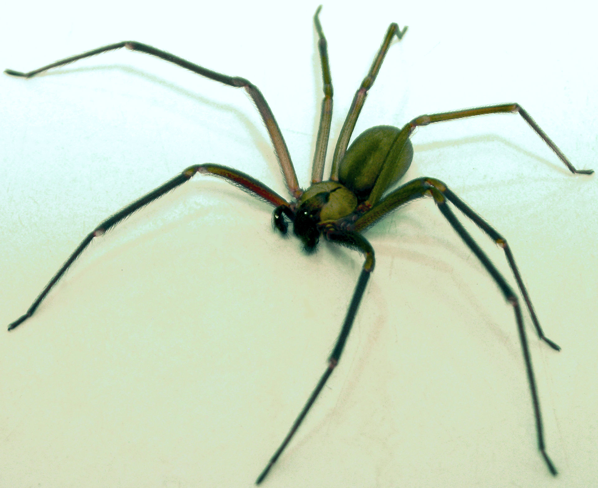 long bodied cellar spider size